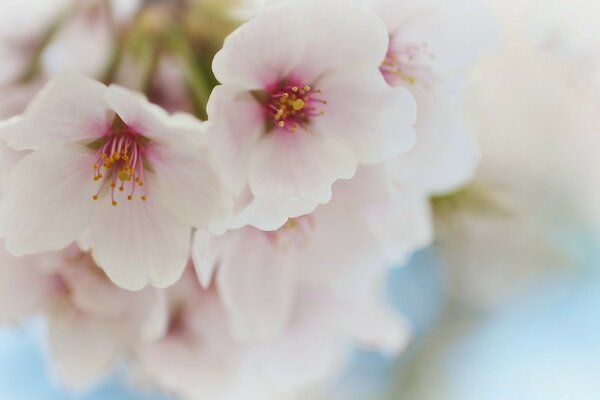 Cherry blossom of nature in spring
