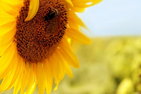 Extraction of sunflower seeds in summer