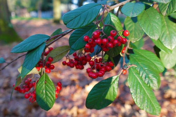 Bright gifts of autumn on the branches of trees