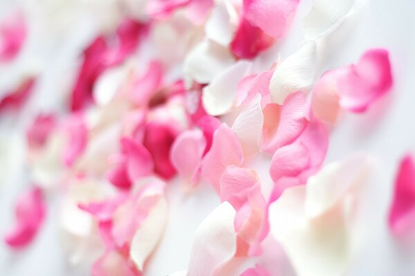 Pétalos de rosa blanco y rosa