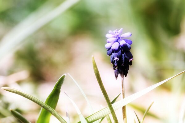 Desktop-Hintergrund. Die Blume