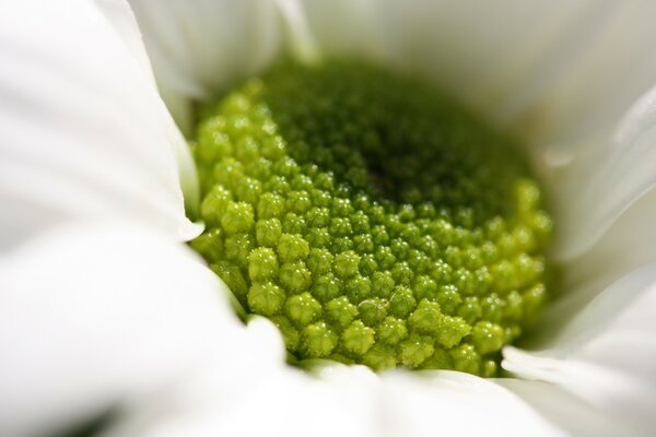 Beautiful delicate white flower