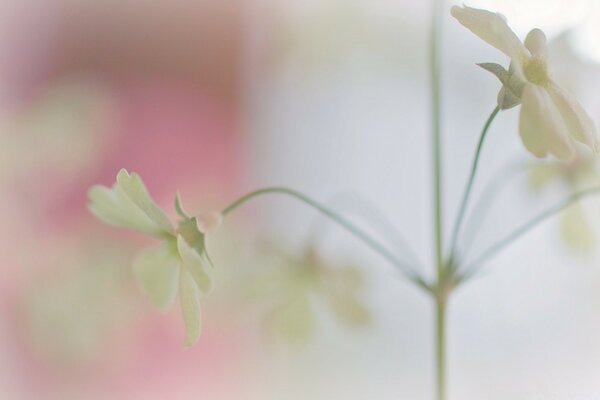 Fotografía macro de delicadas flores blancas