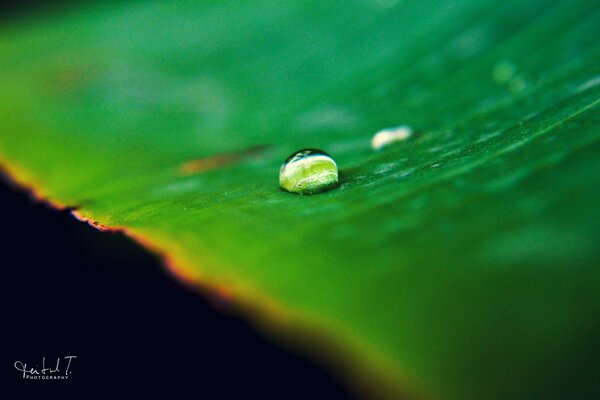 Goutte d eau sur les feuilles vertes