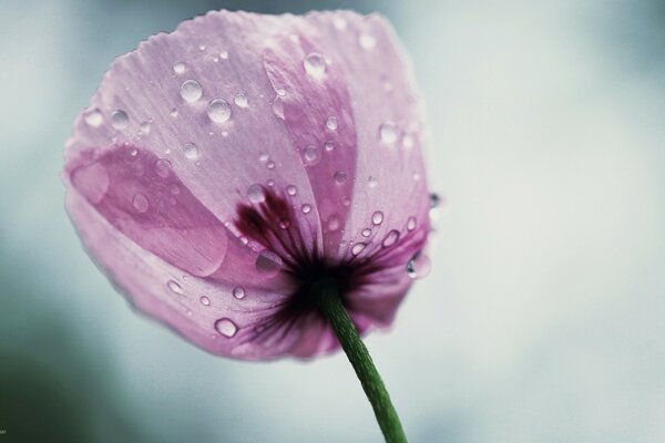 Makro Blume in Tropfen
