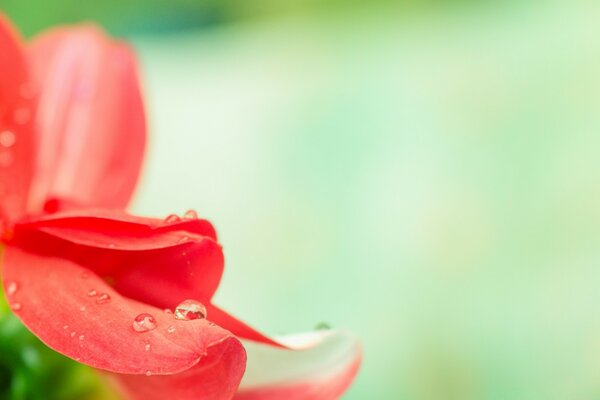 Macro photo of a drop of water on a red flower petal