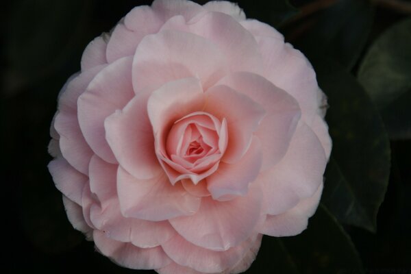 A beautiful rose with pink petals