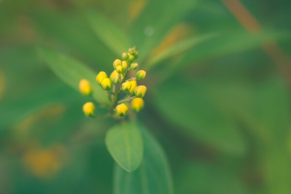 Gelbe Knospen einer schönen Blume