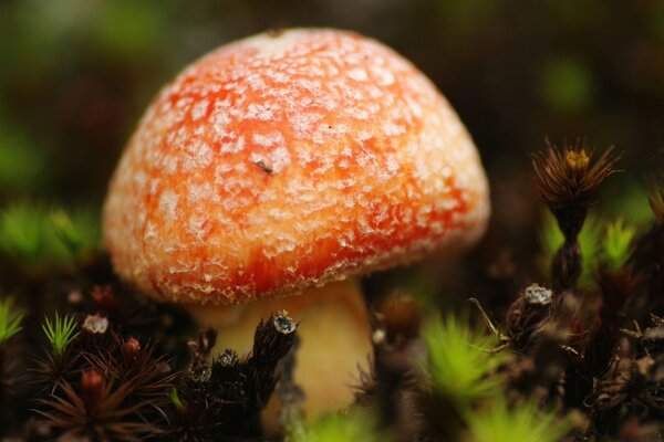 Desktop wallpapers. Mushroom