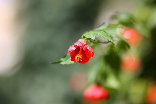 Red little Flower macro