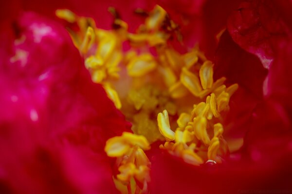 Pembe büyüleyici tomurcuğun makro fotoğrafçılığı