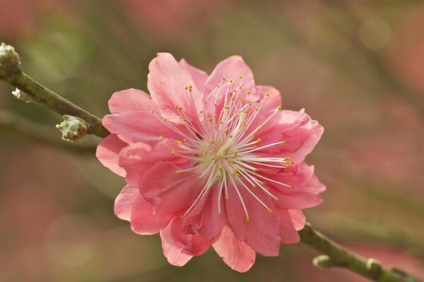 Macro photography of a beautiful garden flower