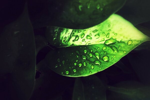 Macro photography of dew on a green leaf