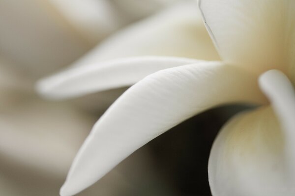 Eine geheimnisvolle Blume der Zärtlichkeit