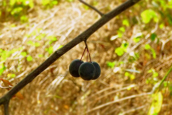 A branch with three fruits on a bright background