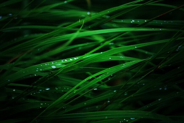 Green grass after rain