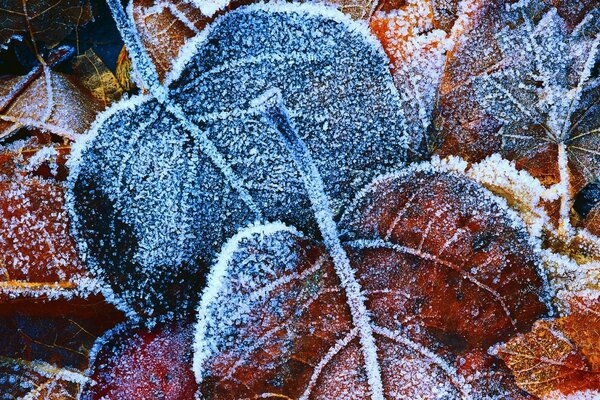 Macrophoto of autumn leaves covered with frost