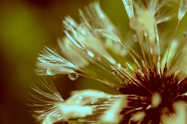 蒲公英绒毛与露的Macrophoto