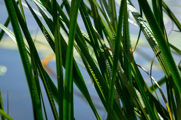 Juicy, young, green blades of grass