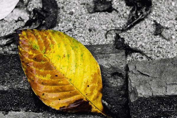 Macro picture of a yellow leaf on a gray background