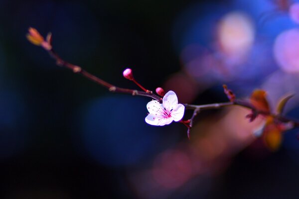 Macro photo of a blooming flower on a branch
