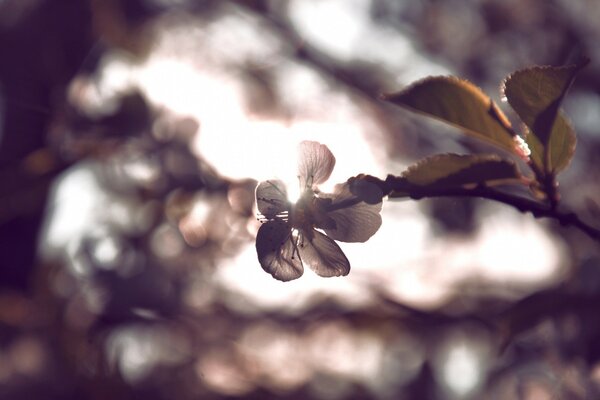 Aesthetics of natural mood in autumn