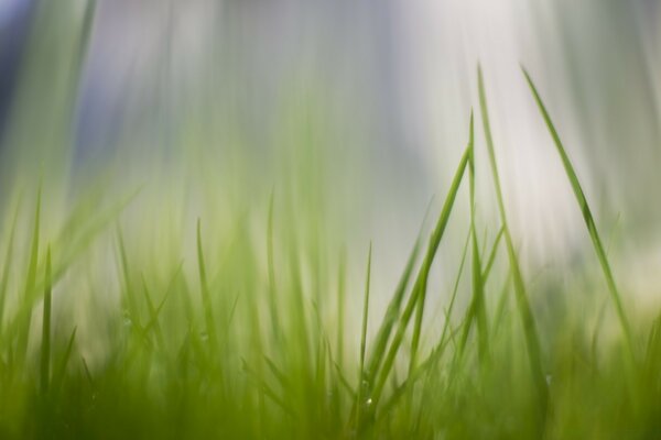 Utilisation de l herbe comme le foin