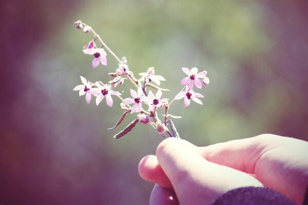 Small flowers in a person s hand