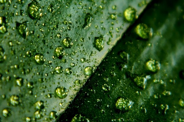 Leaf and water drops