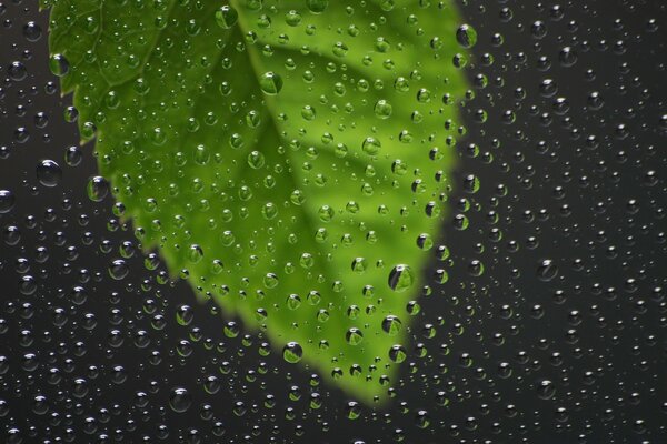 Gotas de chuva no vidro com folha
