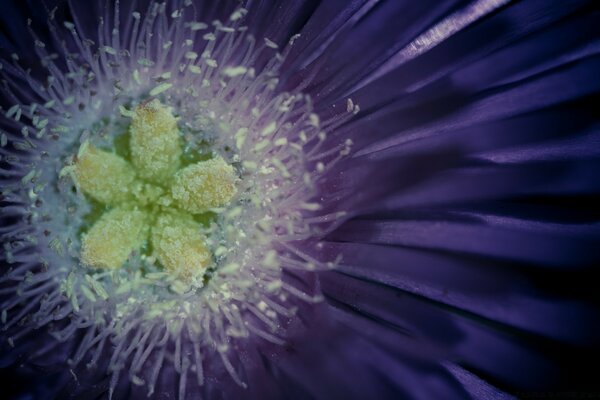 Pantalla completa de flores Lilas