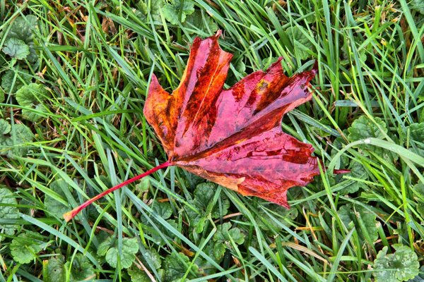 The first sign of the approaching autumn