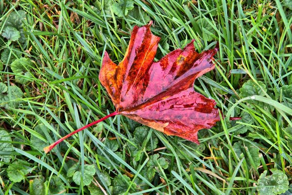 El primer signo de un otoño cercano