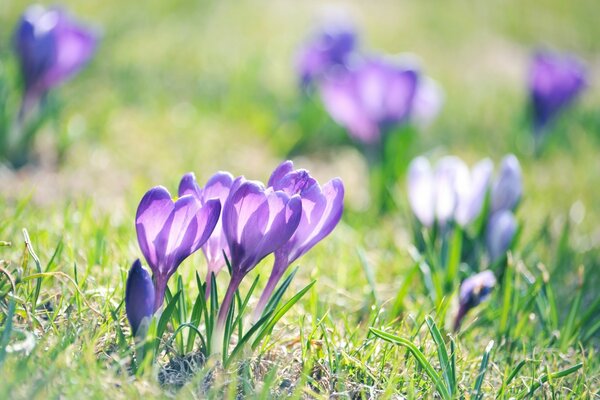 Bright lilac flowers close-up