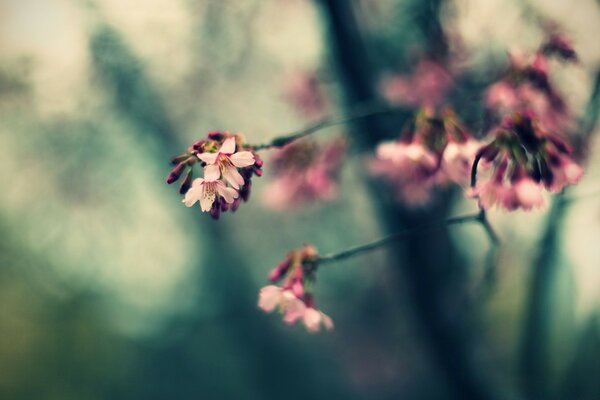 Makrofotografia w Kolorze ogrodowym we florze