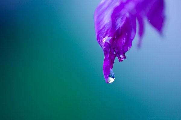Macrofotografía. Una gota que cae sobre el pétalo