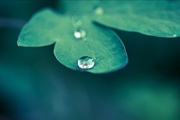 Dew drops on a green leaf