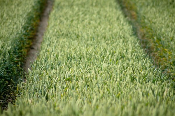 Nobilitare l erba di campo dall uomo