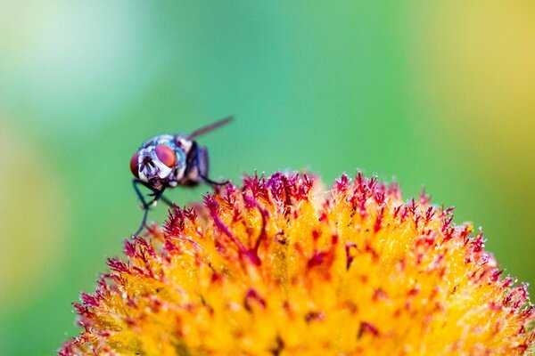Insecto en la flor. Fondo natural