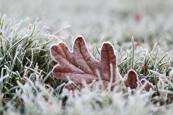 Macro photography of frost. Frost and on the grass