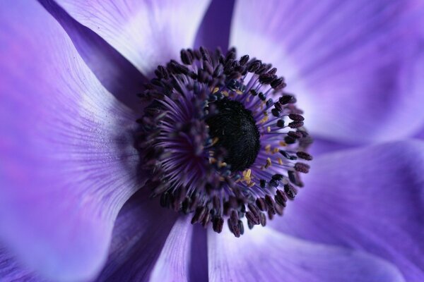 Hermosa flor de color púrpura