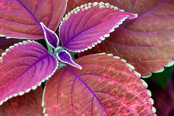 Macro photography. Desktop wallpaper of a beautiful flower