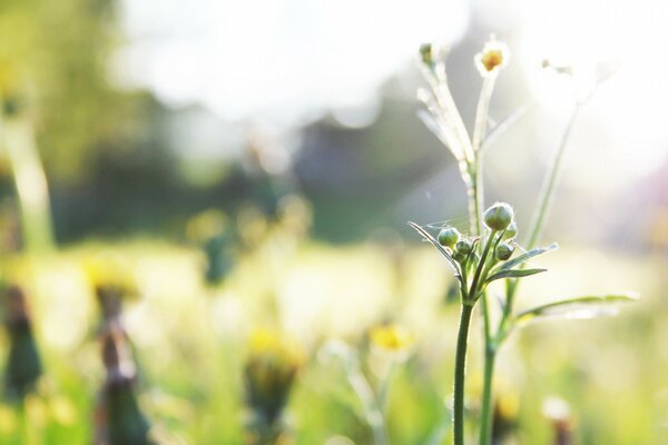 Summer macro photography of wild flowers