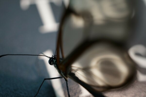 Gros insecte gros plan