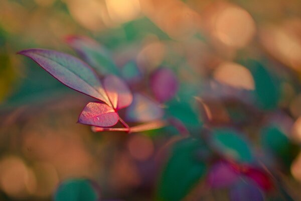 Bright plant leaf close-up