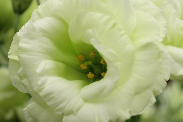 Bel fiore bianco nella fotografia macro