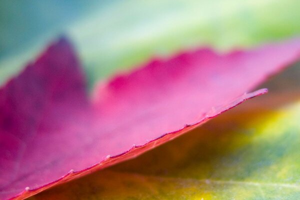 Fotografia macro di foglie cadute autunnali