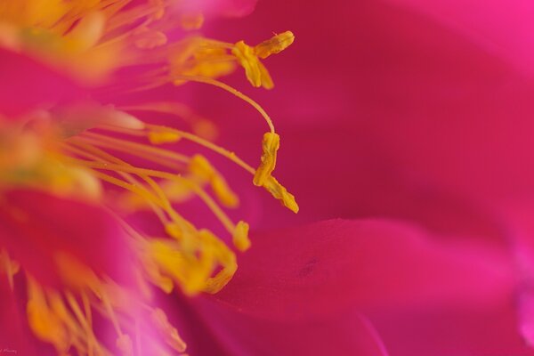 Parlak pembe çiçeğin organlarındaki makro fotoğraflar