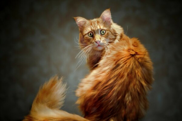 Rothaarige Katze schaut überrascht zu