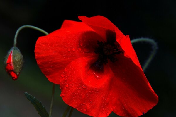Gouttes de rosée sur une fleur rouge